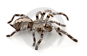 Indian Ornamental Tarantula