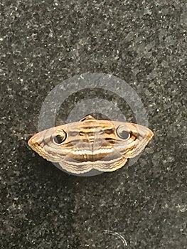 Indian Owlet Moth