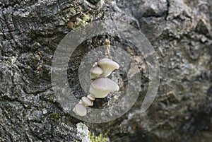 Indian oyster, Pleurotus pulmonarius growing on aspen tree