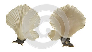 Indian oyster, Pleurotus pulmonarius isolated on white background