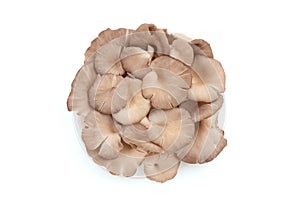 Indian oyster or pleurotus pulmonarius isolated on white background with clipping path.top view,flat lay