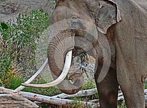 Asian Elephant Bull photo