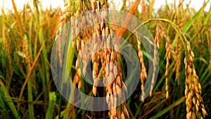 Indian paddy field with ripe rice snap