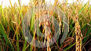 Indian paddy field with ripe rice stock