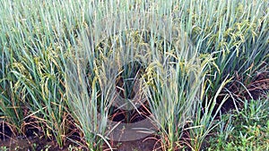 Indian paddy field with unripe rice close up