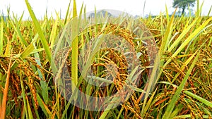 Indian paddy field with unripe rice stock image