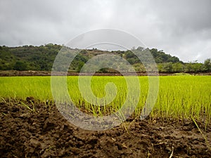 Paddy/Rice fields in monsoon photo