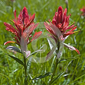 Indian Paint Brush flower paintbrush flowers wildflower wildflowers photo