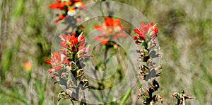 Indian paint brush blooming in the meadows of Texas