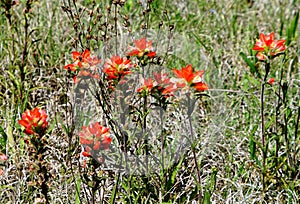 Indian paint brush blooming in the meadows of Texas