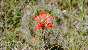 Indian paint brush blooming in the meadows of Texas