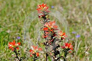 Indian paint brush blooming in the meadows of Texas