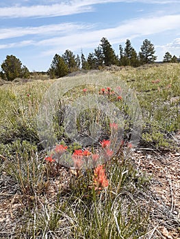 Indian paint brush state flowers Blair Wallis Hooch trail Cheyenne, Wyoming