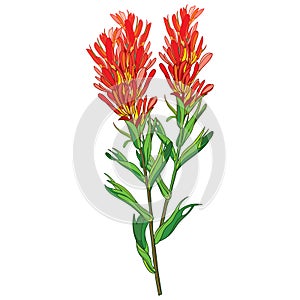 Vector outline Castilleja or Indian paintbrush red flower, bud and leaves isolated on white background. photo
