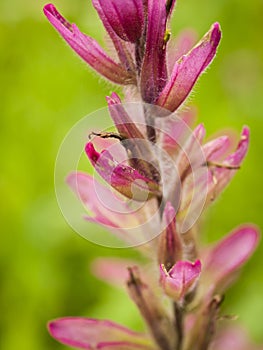 Indian paintbrush