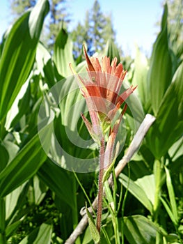 Indian Paintbrush