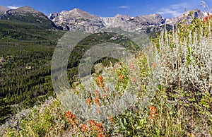 Indian Paintbrush on Bierstadt Moraine