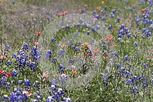 Indian Paintbrush and Bluebonnet Wildflowers