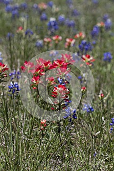 Indian Paintbrush and Bluebonnet Wildflowers