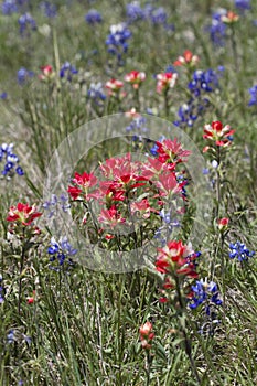 Indian Paintbrush and Bluebonnet Wildflowers