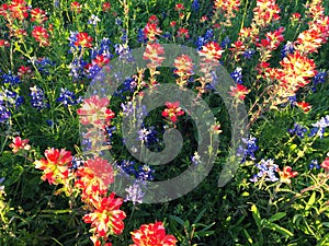 Indian Paintbrush and bluebonnets