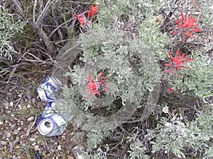 Indian paintbrush trash