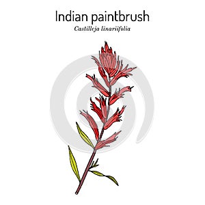 Indian Paintbrush Castilleja linariaefolia , Official State Flower of Wyoming
