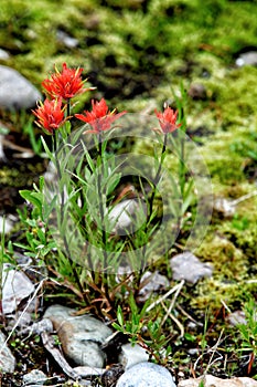 Indian Paintbrush Castilleja linariifolia growing in the mountains of central Idaho.