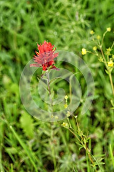 Indian Paintbrush Castilleja linariifolia wild flower