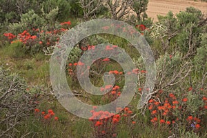 Indian Paintbrush Castilleja In Sagebrush Western Wildflower Scene