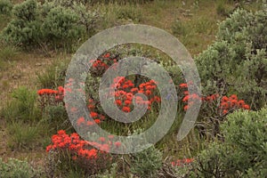 Indian Paintbrush Castilleja In Sagebrush Western Wildflower Scene