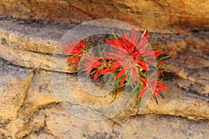 Indian Paintbrush, Castilleja scabrida, Zion National Park, Utah, USA