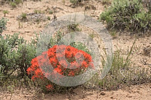-Indian Paintbrush- Castilleja Vivid Red Wildflowers In Desert