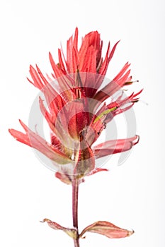 Indian Paintbrush - Close-Up on White