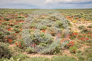 Indian Paintbrush With False Dandelion And Goldenweed Wildflowers In Sagebrush Meadow In Colorado