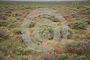 Indian Paintbrush With False Dandelion And Goldenweed Wildflowers In Sagebrush Meadow In Oilfield