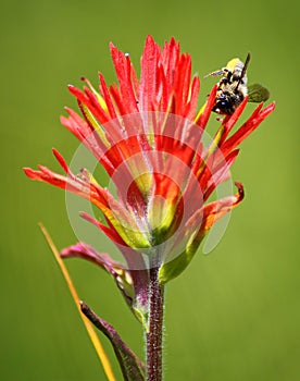 Indian Paintbrush Flower and Bee