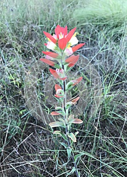 Indian Paintbrush Flower photo