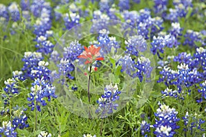 Indian Paintbrush flower among Texas Bluebonnets