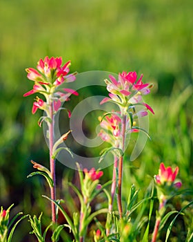 Indian Paintbrush Flowers Bathed in Early Morning Light photo