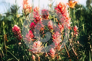 Indian paintbrush flowers blooming in the wild