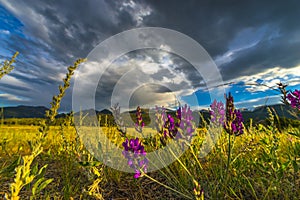 Indian Paintbrush flowers Colorado Landscape