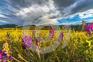 Indian Paintbrush flowers Colorado Landscape