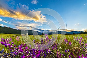 Indian Paintbrush flowers Colorado Landscape