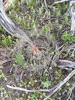 Indian paintbrush dead plant a