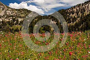 Indian paintbrush landscape