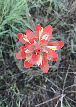 Indian Paintbrush Flower photo