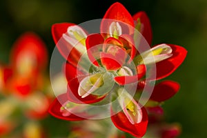 Indian Paintbrush macro.