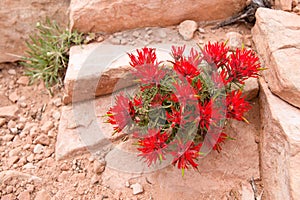 Indian paintbrush red flower Castilleja scabrida in Utah desert in May