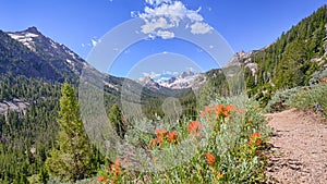 Indian Paintbrush, Sawtooth National Recreation Area, ID photo